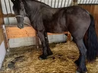 Kobyła, Friesian — zdjęcie 3