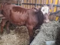 Vaca, Vaca Limousin — foto 3