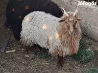 母羊, Racka sheep — 照片 3