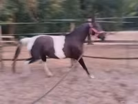 母马, Appaloosa — 照片 6