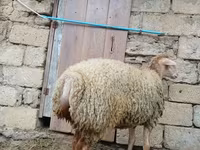 भेड़, भेड़ — फ़ोटो 4