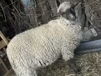 Brebis, White Suffolk sheep — photo 2