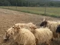 كبش, Racka sheep — الصورة 3