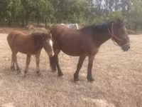 Yegua, Caballos — foto 2