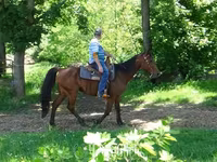 Kůň, Standardbred — foto 7
