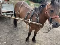公马, Horses — 照片 4