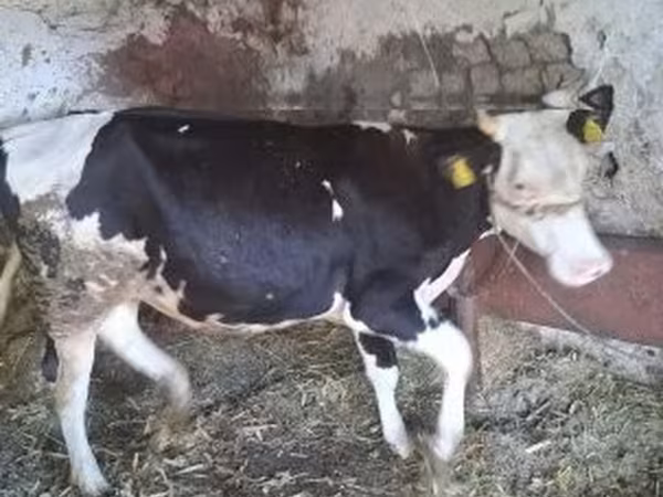Krava, Russian Black pied cattle — Maďarsko
