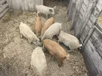 母猪, Мангалица — 照片 2