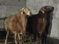 Kos, Edilbay sheep — 3. fotó
