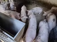 猪（批次，未指定性别）, Pigs — 照片 5