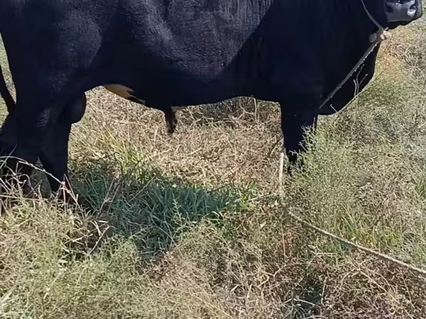Bika, Aberdeen-Angus