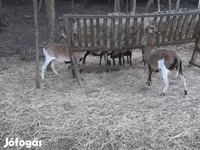 Ram, Cameroon sheep — photo 1