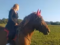 Caballo, Caballos — foto 4