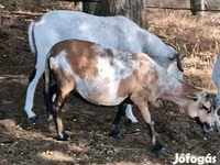 Oveja, Cameroon sheep — foto 5