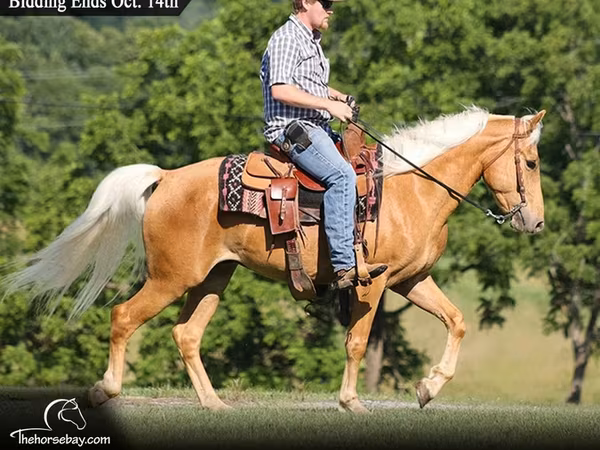 Hing, Palomino