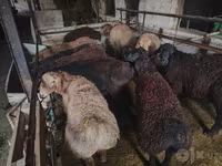Kos, Edilbay sheep — 8. fotó