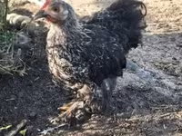 Australorp — zdjęcie 1