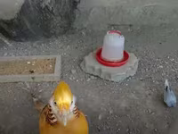 جولدن إيطالي — الصورة 1