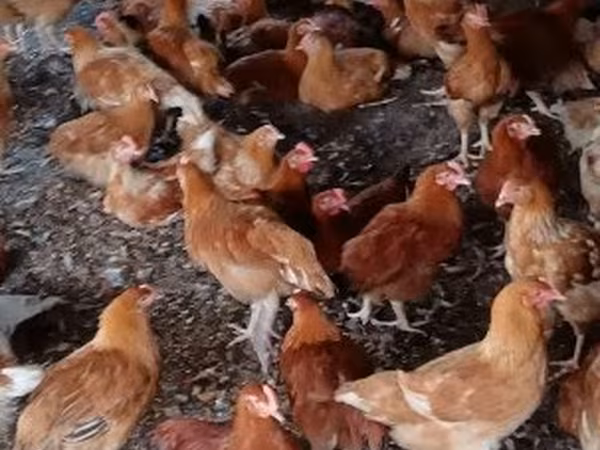 Chickens