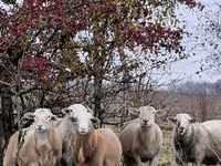 Kos, Katum sheep — 7. fotó