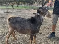 Kozel, Kozy — foto 1