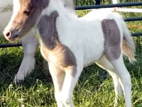 Horse (M), Miniature horse — photo 8