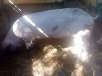Säue, Schweine — Foto 8