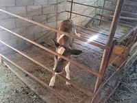 Vaca, Raça Holstein — foto 5