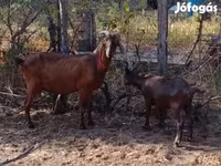 Goat, Goats — photo 3