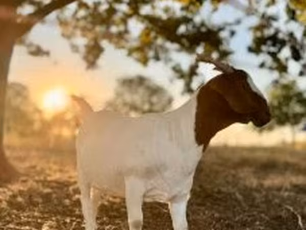 Nőstény kecske, Boer goat