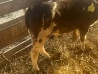 Toro, Ganado vacuno — foto 1