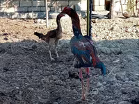 Chickens — zdjęcie 3