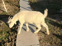 Koza, Saanen goat — foto 5