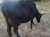 Cow, Red Polled Cow — photo 2