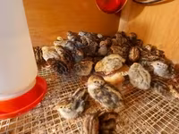 Quails — photo 3