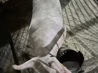 Eber, Schweine — Foto 1