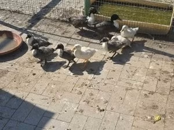 Ducks — هنغاريا