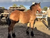 公马, Horses — 照片 1