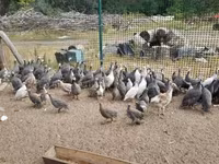 Guinea fowl — 3. fotó