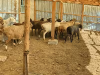 Qoyun, Qoyunlar — foto 5