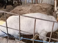 Ovejas (lote, sexo no especificado), Ovejas — foto 2