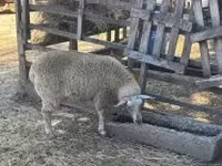نعجة, Beltex sheep — الصورة 1