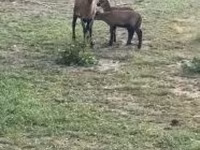 Schaf, Cameroon sheep — Foto 1