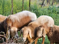 Brebis, Rhon sheep — photo 5