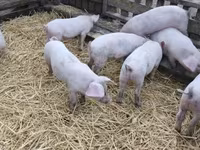 Pigs (batch, sex not specified), Крупная белая — photo 2