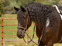Hing, Friesian — 8. fotó