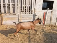 Kozioł, Alpine goat — zdjęcie 1