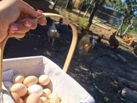 Chickens — photo 3