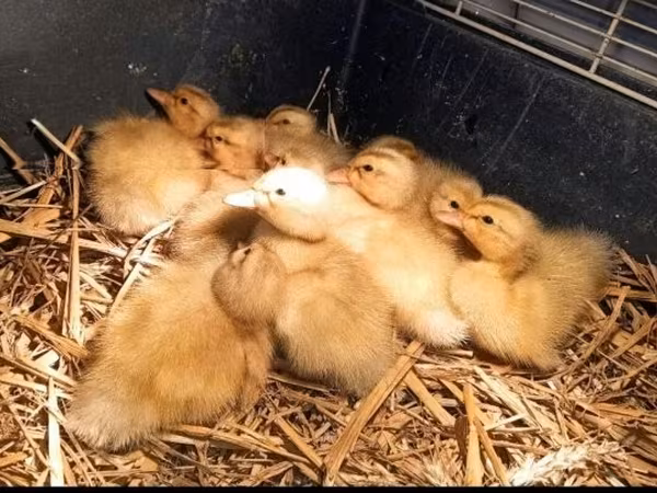 Ducks