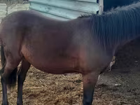 Cavalo, Cavalos — foto 3